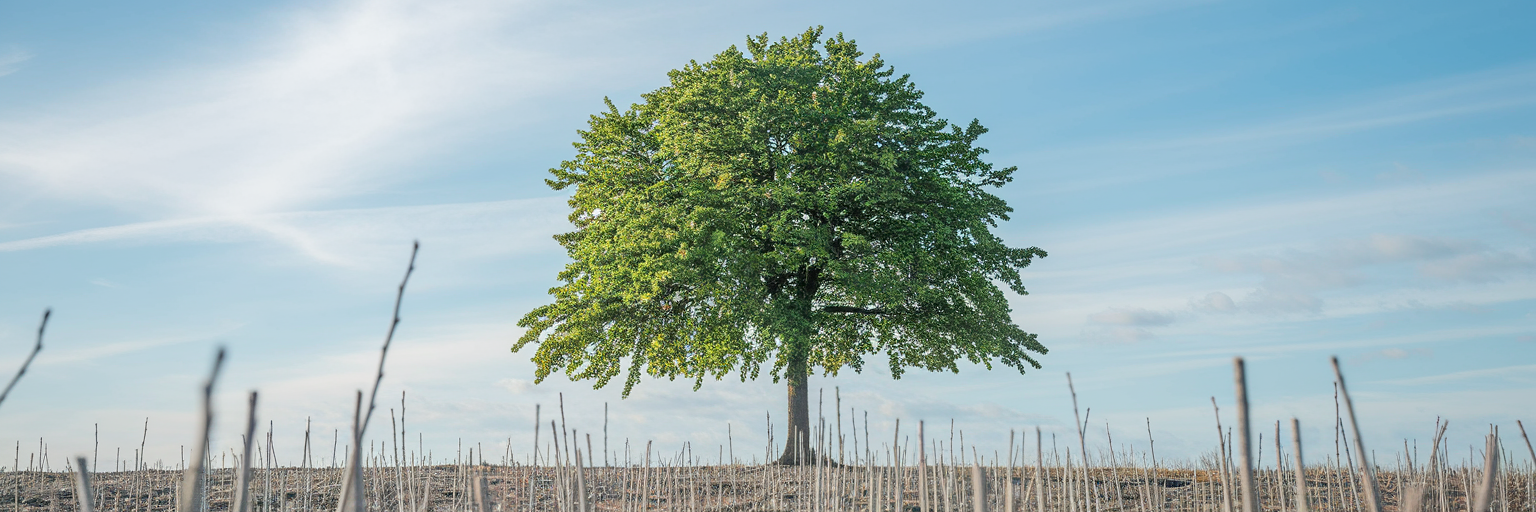 Strong tree representing quality backlinks